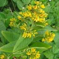 Lysimachia vulgaris