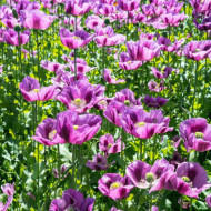 Mac Somniferum Single Lilac