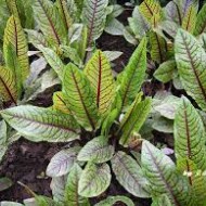 ﻿Macris Red veined-Rumex Sanguineus