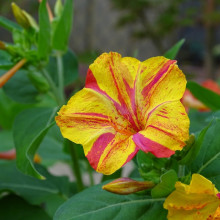 Mirabilis Jalapa mix