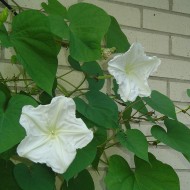 Moonflower-Ipomoea alba