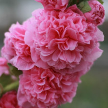 Nalba de gradina Chaters Rose