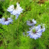 Nigella Damascena-Negrilica de Damasc