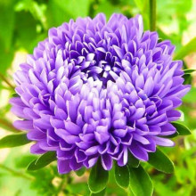 Ochiul boului-Callistephus chinensis Paeony Blue