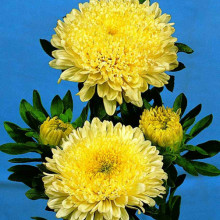 Ochiul boului-Callistephus chinensis Princess Yellow