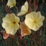 Oenothera Odorata Sulphurea 