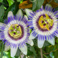 Passiflora Caerulea