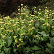 Phlomis russeliana-Ierusalim Salvie