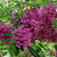 Salcam roz-Robinia Hispida