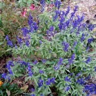 Salvia Farinacea Victoria Blue