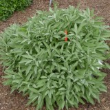 Salvia officinalis