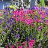 Salvia viridis mix