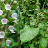 Shiso green