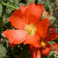 Sphaeralcea coccinea