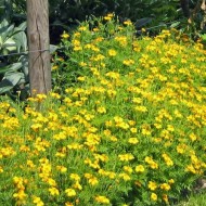 Tarhon Mexican-Tagetes Lucida