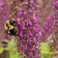 Teucrium hyrcanicum Purple Tails
