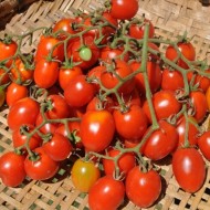 Tomate cherry Grapoli d'Inverno