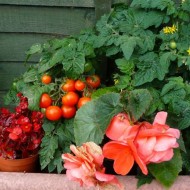 Tomate cherry Minibel