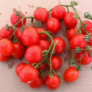 Tomate cherry Principe Borghese