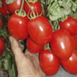 Tomate Rio Grande