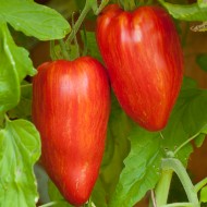 Tomate Speckled Roman