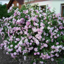 Trandafir de dulceata Jaques Cartier
