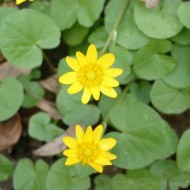 Untisor-Ficaria Verna