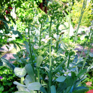 Varza Chinese Kale-Large Leaf