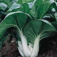 Varza chinezeasca Pak Choi Canton Dwarf