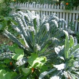 Varza kale Nero di Toscana