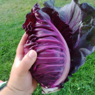 Varza rosie Red Kalibos