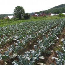 Varza Siberian Kale