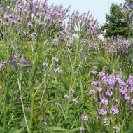 Verbena Hastata Blue Vervain