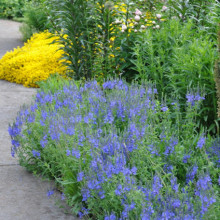 Veronica Teucrium Royal Blue