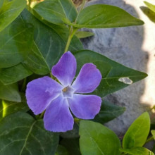 Vinca Major