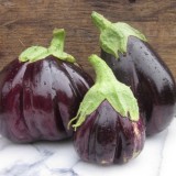 Vinete Black Beauty