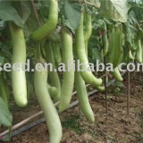 Vinete Thai Long Green