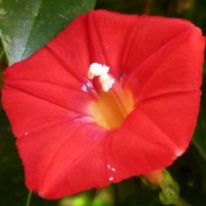 Zorele-Ipomoea Multifida Cardianal Climber Red