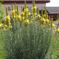 Asphodeline lutea