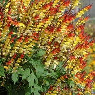 Mina lobata