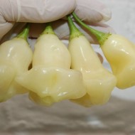 Ardei iute Aji White Fantasy