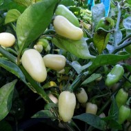 Ardei iute Habanero White