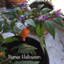Ardei iute Numex Halloween