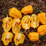 Ardei iute Scotch Bonnet Trinidad Yellow