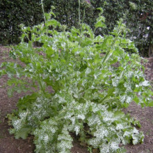 Armurariu-Silybum Marianum