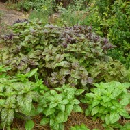 Busuioc Lettuce leaf green