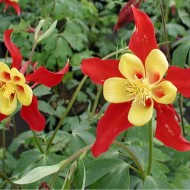 Caldarusa Aquilegia Caerulea Koralle