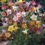 Caldarusa-Aquilegia McKana Giant Hybrids
