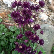 Caldarusa-Aquilegia vulgaris Black Barlow