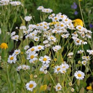 Calomfir-Tanacetum Balsamita